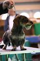 Crufts2011_2 1326